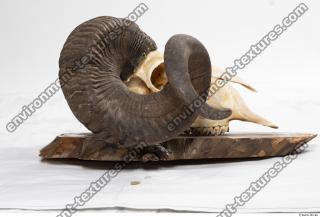 mouflon skull antlers 0015